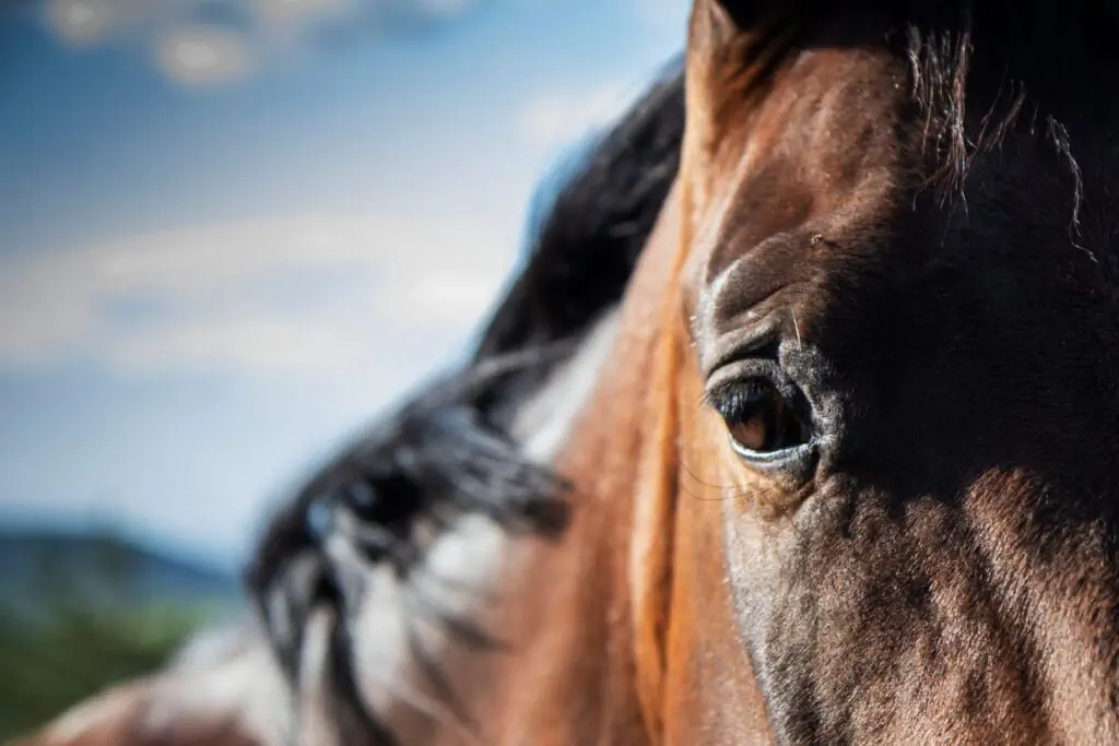 horse 1024x683 1
