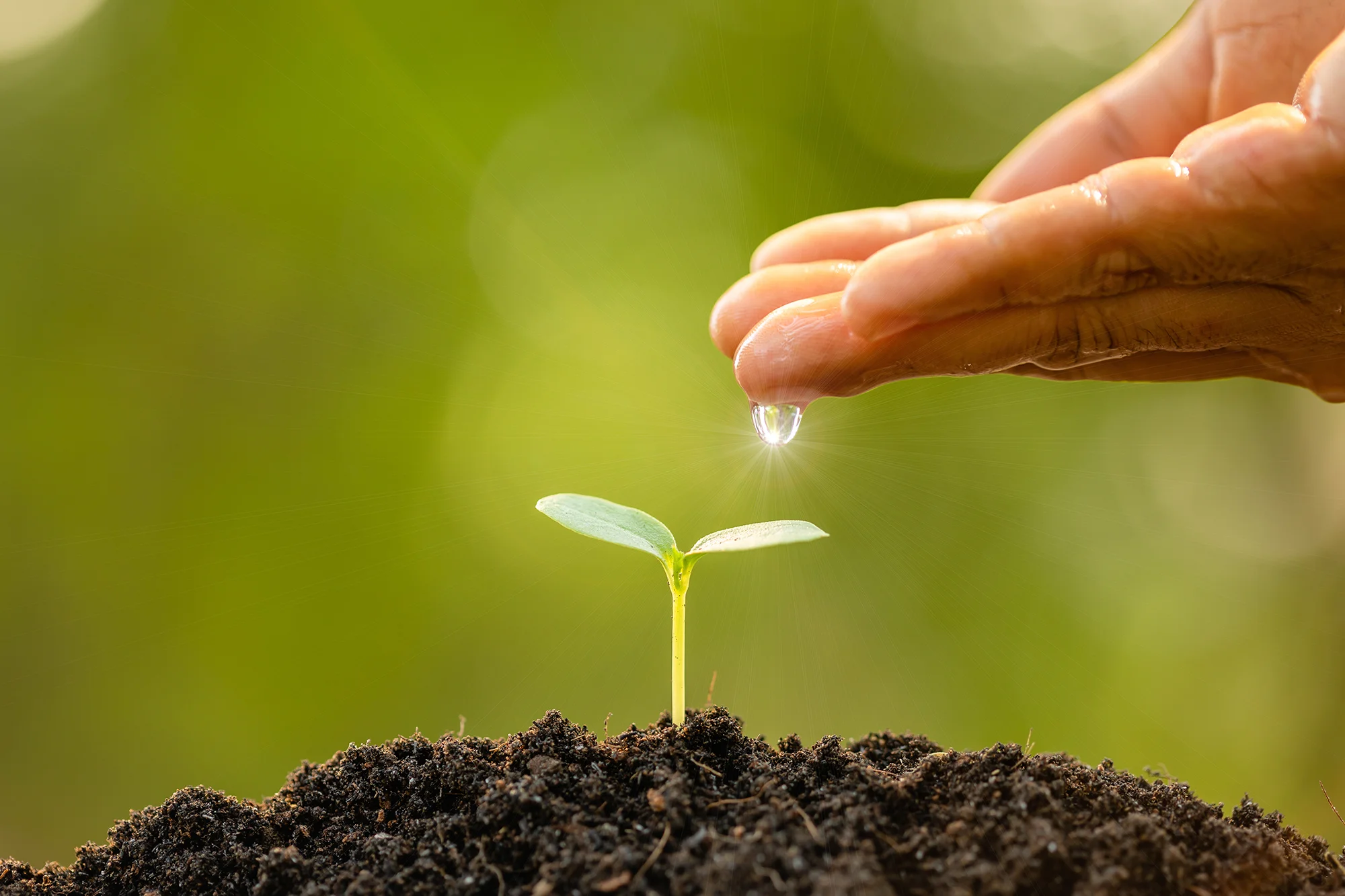 hand giving water young green sprout growing soil green nature blur copy