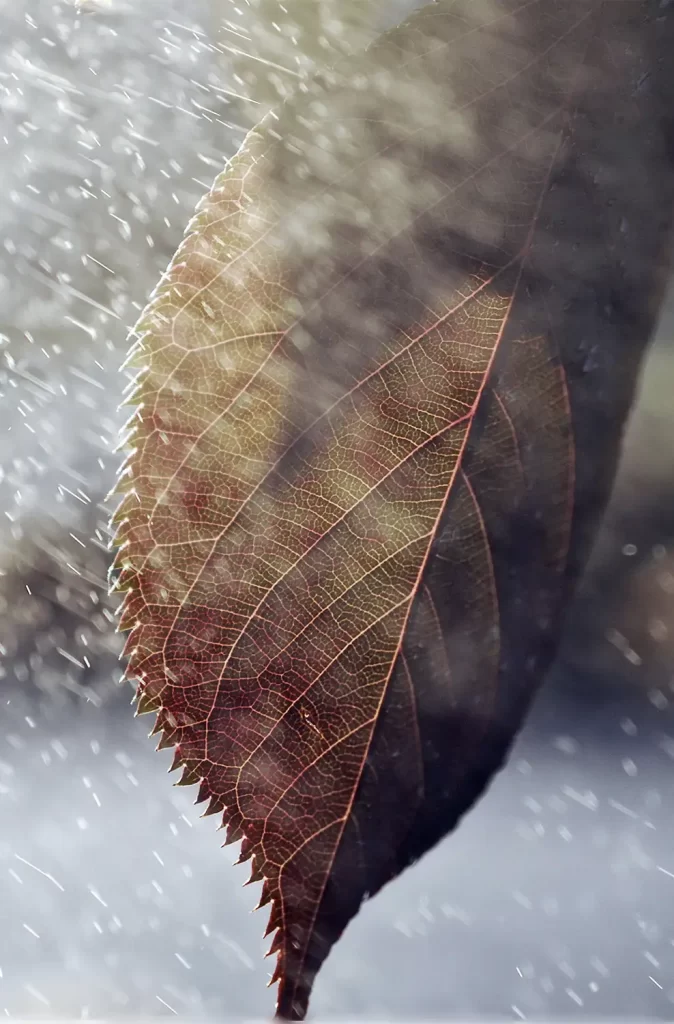 leaf