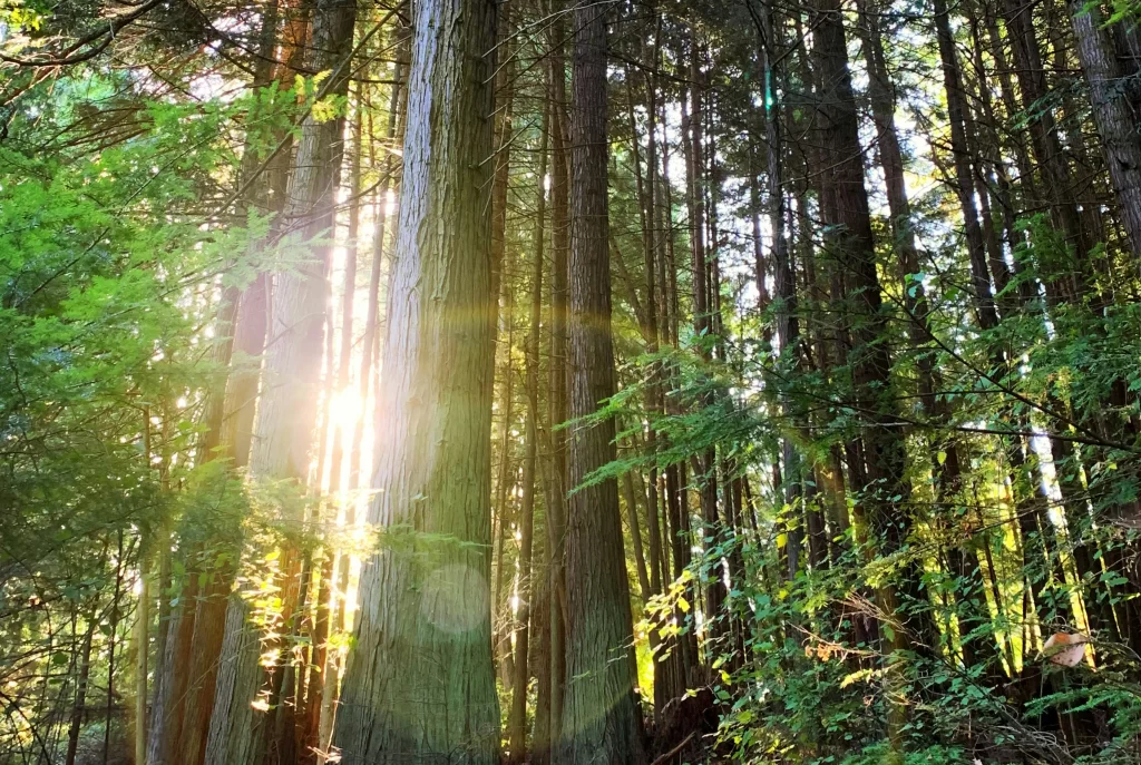 trees